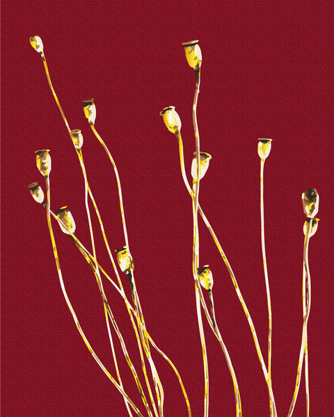 Malowanie po numerach Złote maki polne © Halyna Vitiuk (BS53990)