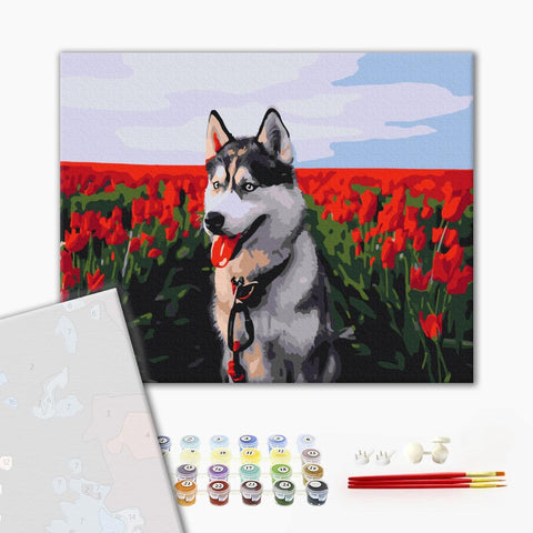 Premium malowanie po numerach Husky na polu tulipanów (PBS30983)
