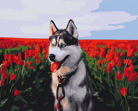 Premium malowanie po numerach Husky na polu tulipanów (PBS30983)