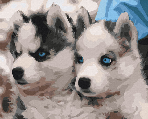 Premium malowanie po numerach Szczenięta Husky. (PBS3797)