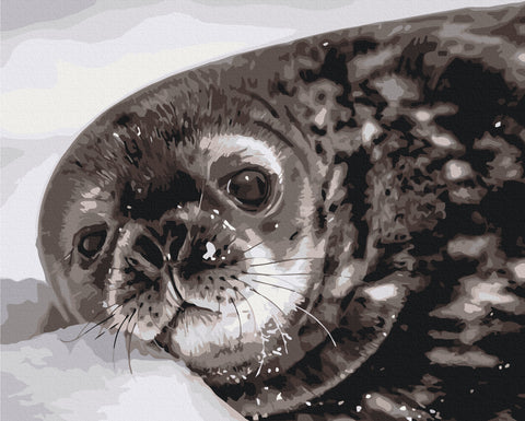 Malowanie po numerach Młode foki Weddella © Serhiy Glotov (BS54267)