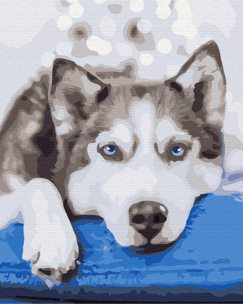 Premium malowanie po numerach Husky w oczekiwaniu (PBS51895)