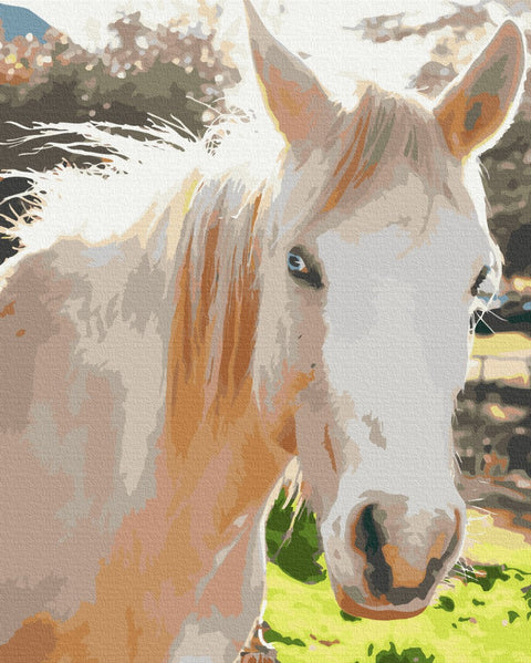 Premium malowanie po numerach biały koń (PBS52518)