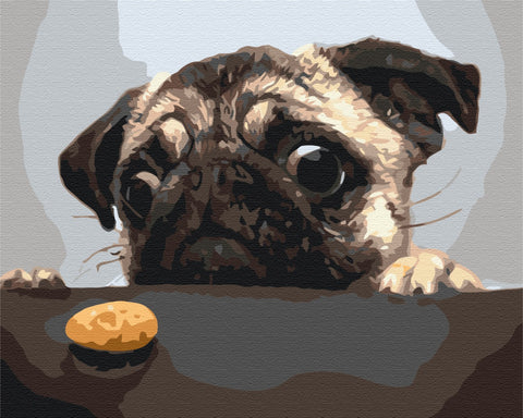 Premium malowanie po numerach Mops (PBS8765)