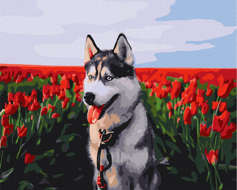 Malowanie po numerach Husky na polu tulipanów (BS30983)