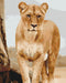 Malowanie po numerach Młoda lwica (BS52392)
