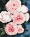 Malowanie po numerach Pąki bujnych róż (BS40586)