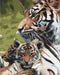 Malowanie po numerach Rodzina tygrysów (BS52792)