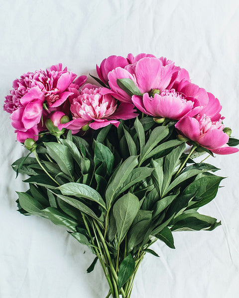 Haft diamentowy Piwonie ogrodowe (DBS1044)