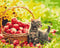 Malowanie po numerach Jabłkowy kotek (BS52657)