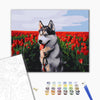 Malowanie po numerach Husky na polu tulipanów (BS30983)